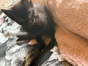 Birma-mix Kitten