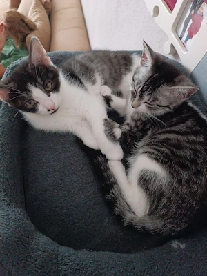 Katzenkinder 