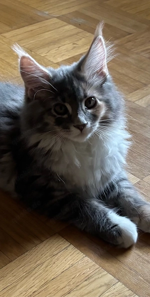 Maine Coon Kitten