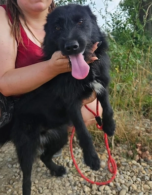Harley, junge und bildhübsche Traumhündin, Terrier Mix Bild 2