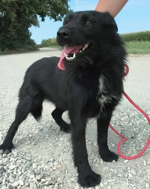 Harley, junge und bildhübsche Traumhündin, Terrier Mix Bild 4