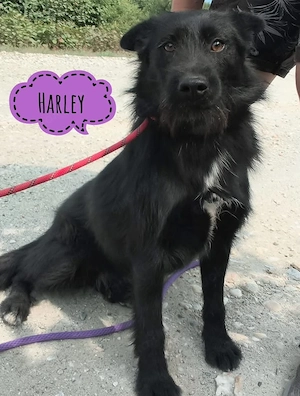 Harley, junge und bildhübsche Traumhündin, Terrier Mix