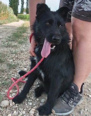 Harley, junge und bildhübsche Traumhündin, Terrier Mix Bild 5