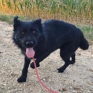 Harley, junge und bildhübsche Traumhündin, Terrier Mix Bild 6