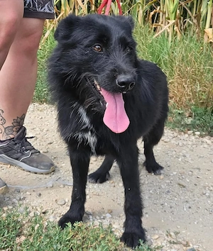Harley, junge und bildhübsche Traumhündin, Terrier Mix Bild 3