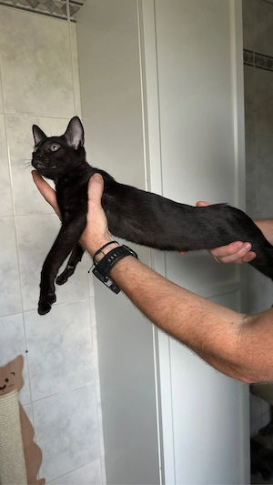 Okh & Kanadische Sphynx kitten Orientalische kurzhaar Bild 2