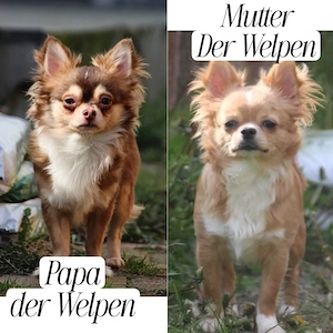 Chihuahua Welpe - Schoko Husky Langhaar Rüde Bild 2
