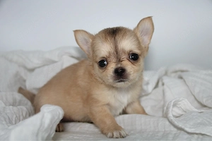 Chihuahua Welpe - Schoko Husky Langhaar Rüde Bild 3
