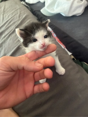 4 Monate alte EKH Kitte sucht neues Zuhause