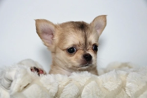 Chihuahua Welpe - Schoko Husky Langhaar Rüde
