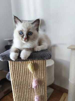 Ragdoll Katze 