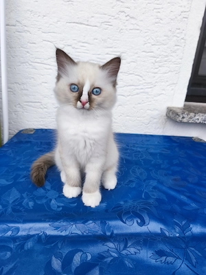 Ragdoll Katze 