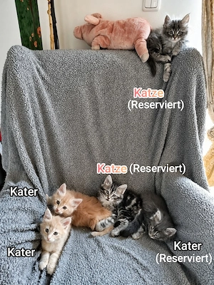 Super flauschige Maine Coon Mischlinge