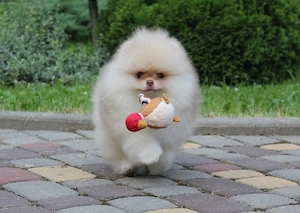 Zwergspitzwelpe mit Teddybärgesicht