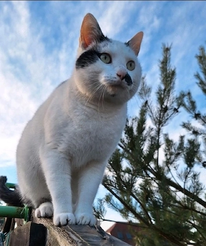 Leo sucht ein zu Hause