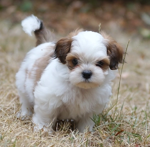 bezaubernde Shih Tzu Mixies