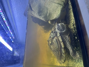 Wasserschildkröte + Aquarium 