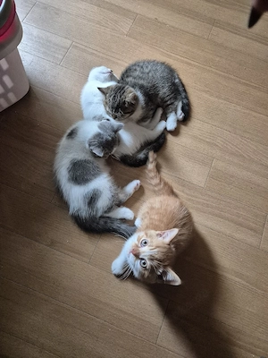 4 süße BKH Kitten