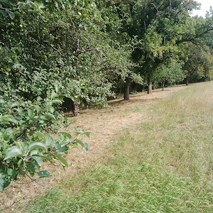 Wiesengrundstück in Sinsheim  Reihen zu verpachten