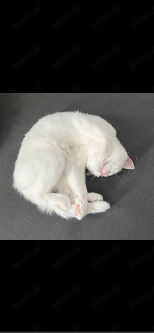 BKH Kitten