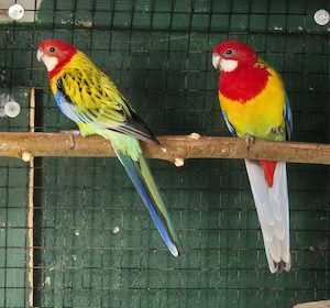 Prachtrosella Pärchen 