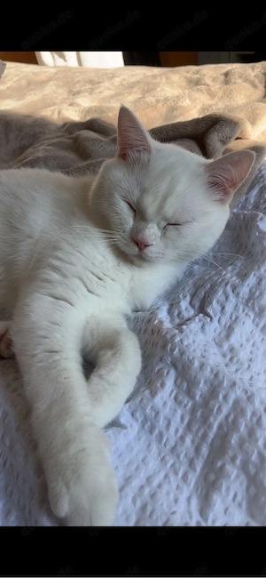 Wurfankündigung BKH Kitten
