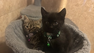 Kitten Mix