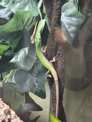 Smaragdlangschwanzeidechse, Takydromus smaragdinus 1.4