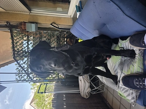Labrador Rüde Junghund  Bild 4
