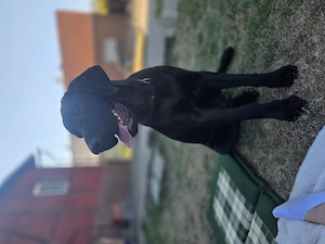 Labrador Rüde Junghund  Bild 3