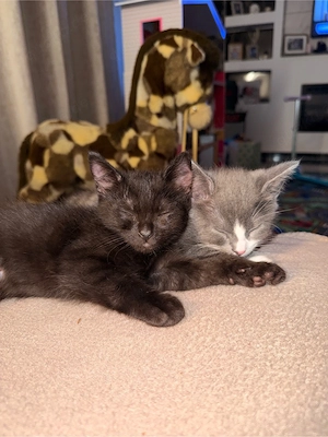 Drei liebevolle Katzenkitten suchen ab Anfang September ein Zuhause