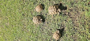 Maurische Landschildkröten 1 und 2 Jahre