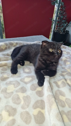 chanell sucht ihr zuhause