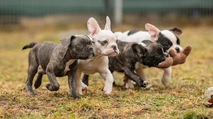 (Reinrassige Französische Bulldogge welpen Abgabebereit (WhatsApp: 01521 1907636))