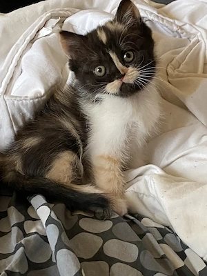 Süßes Katzenbaby BKH Mix (Weibchen) sucht ein liebevolles Zuhause