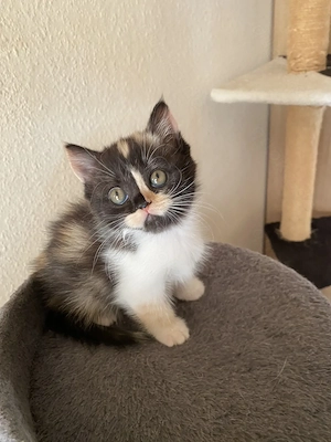 Süßes Katzenbaby BKH Mix (Weibchen) sucht ein liebevolles Zuhause