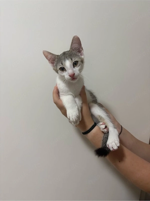 verschmuste süße kitten 