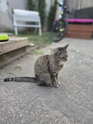 Katze sucht neues Zuhause