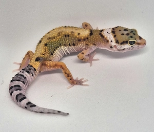 Lavender Stripe het Eclipse pos het Tremper 