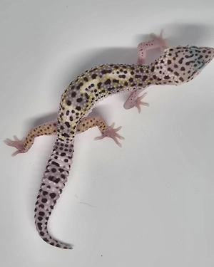 MS Lavender Eclipse het.Tremüer Pos Ghost Leopardgecko 