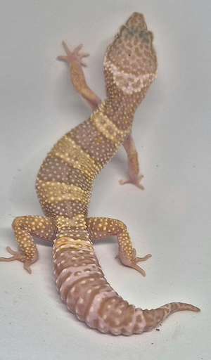 Versand möglich! Mack Snow Tremper Leopardgecko 