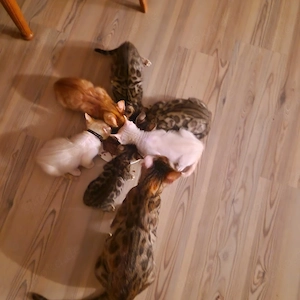Wunderschöne F4 Bengal-Mix Kitten   super zutraulich aus Familienaufzucht
