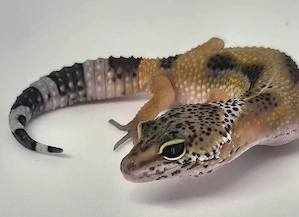 Black Night Ghost ph. Eclipse Tremper 