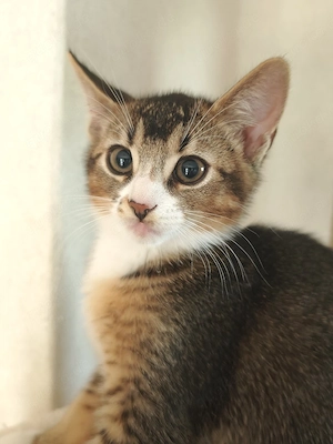 Wunderschöner Abessinier-EKH-Mix Kater