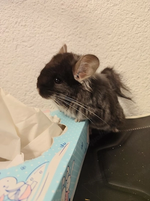 Angora black pearl abzugeben 
