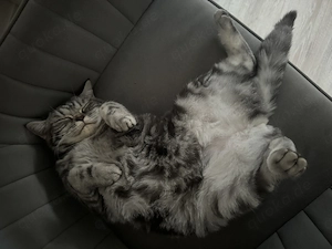 BKH Katze Grau getreift Bild 4