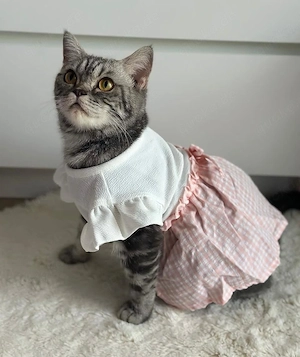 BKH Katze Grau getreift Bild 1