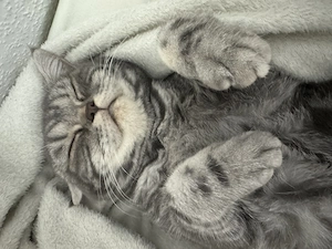 BKH Katze Grau getreift Bild 3