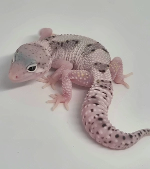 Mack Snow Lavender Eclipse het TA pos Ghost 
