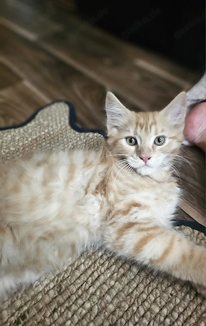 Mainecoon-Ragdoll Mix Kitten 